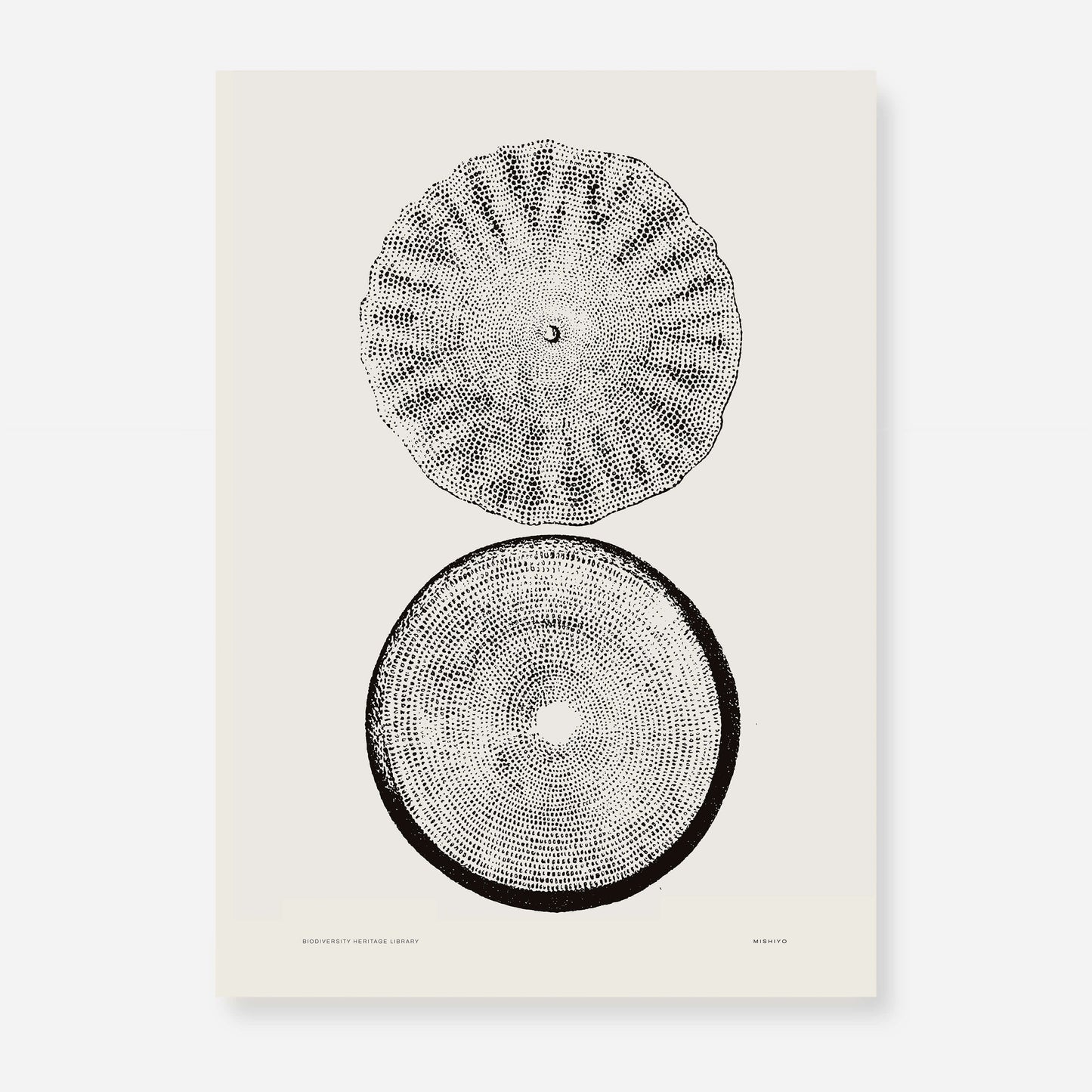 Coastal Drift | 23 | Fine Art Print