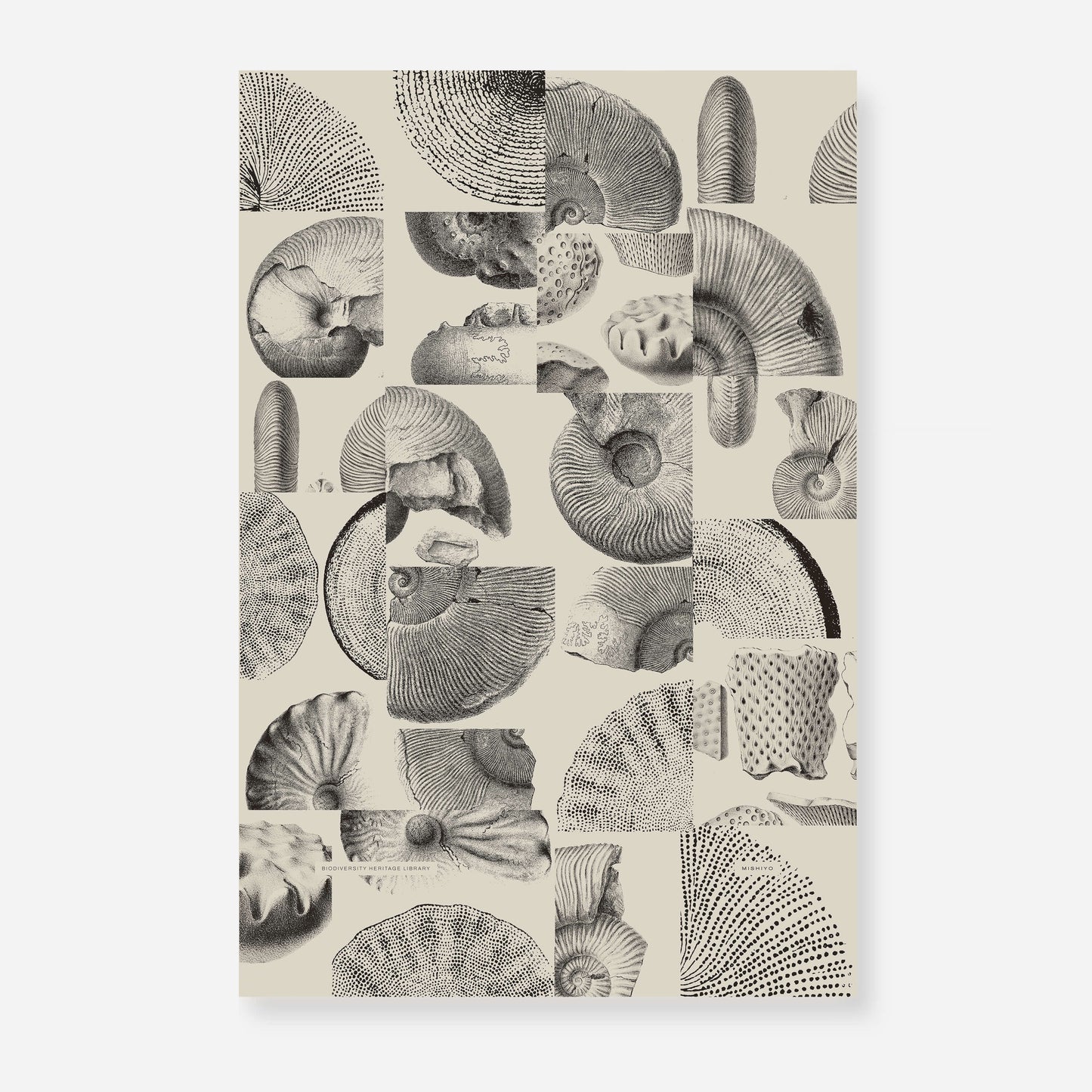 Ammonite | 09 | Fine Art Print