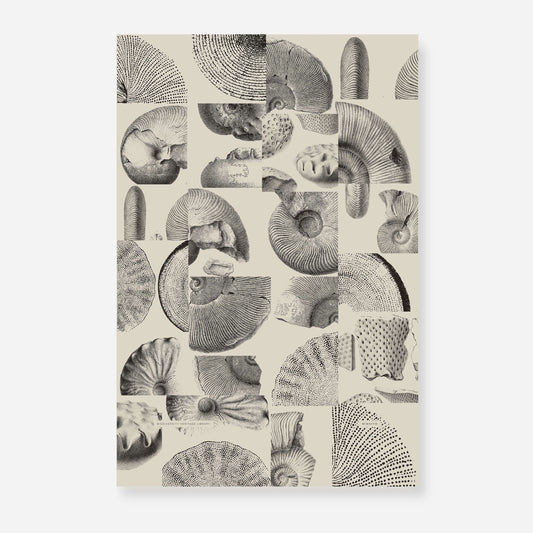 Ammonite | 09 | Fine Art Print