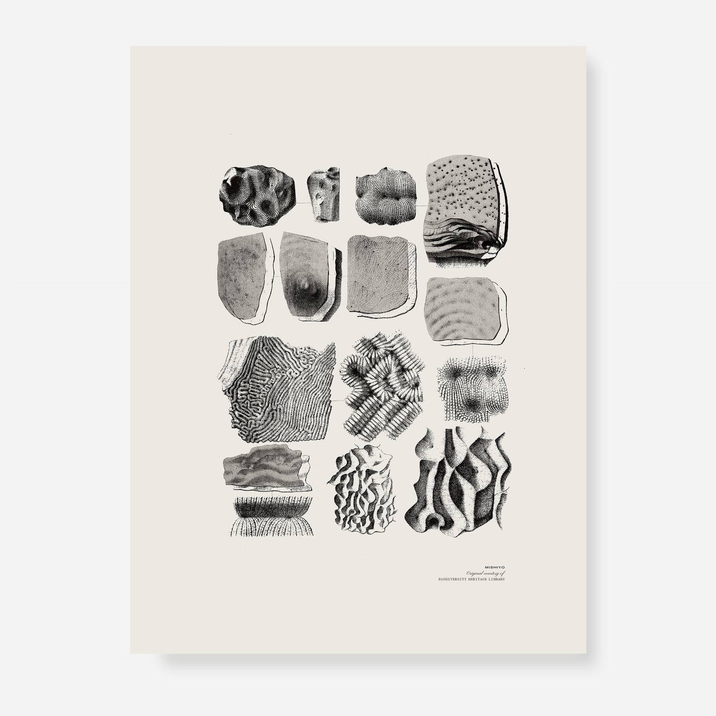 Ammonite | 10 | Fine Art Print