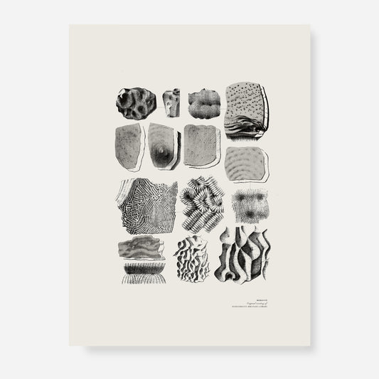 Ammonite | 10 | Fine Art Print