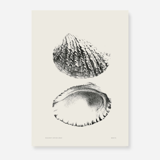 Coastal Drift | 10 | Fine Art Print
