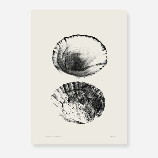 Coastal Drift | 11 | Fine Art Print