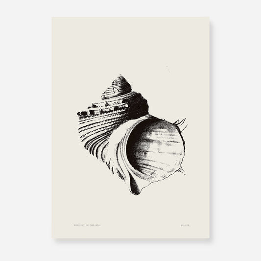 Coastal Drift | 13 | Fine Art Print