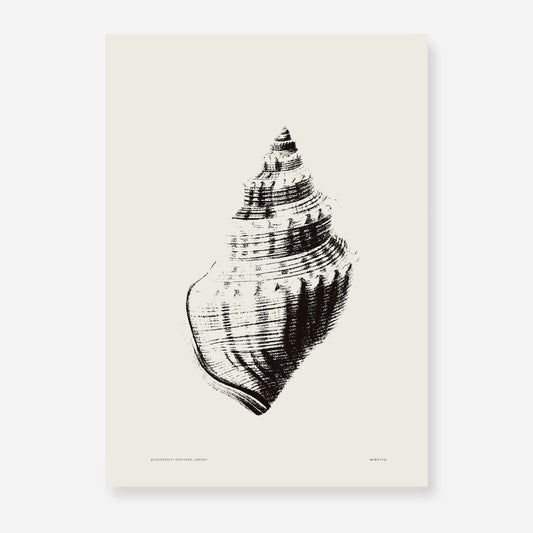 Coastal Drift | 14 | Fine Art Print