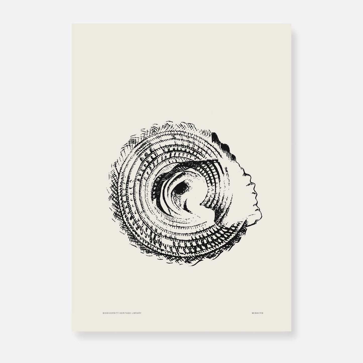 Coastal Drift | 15 | Fine Art Print