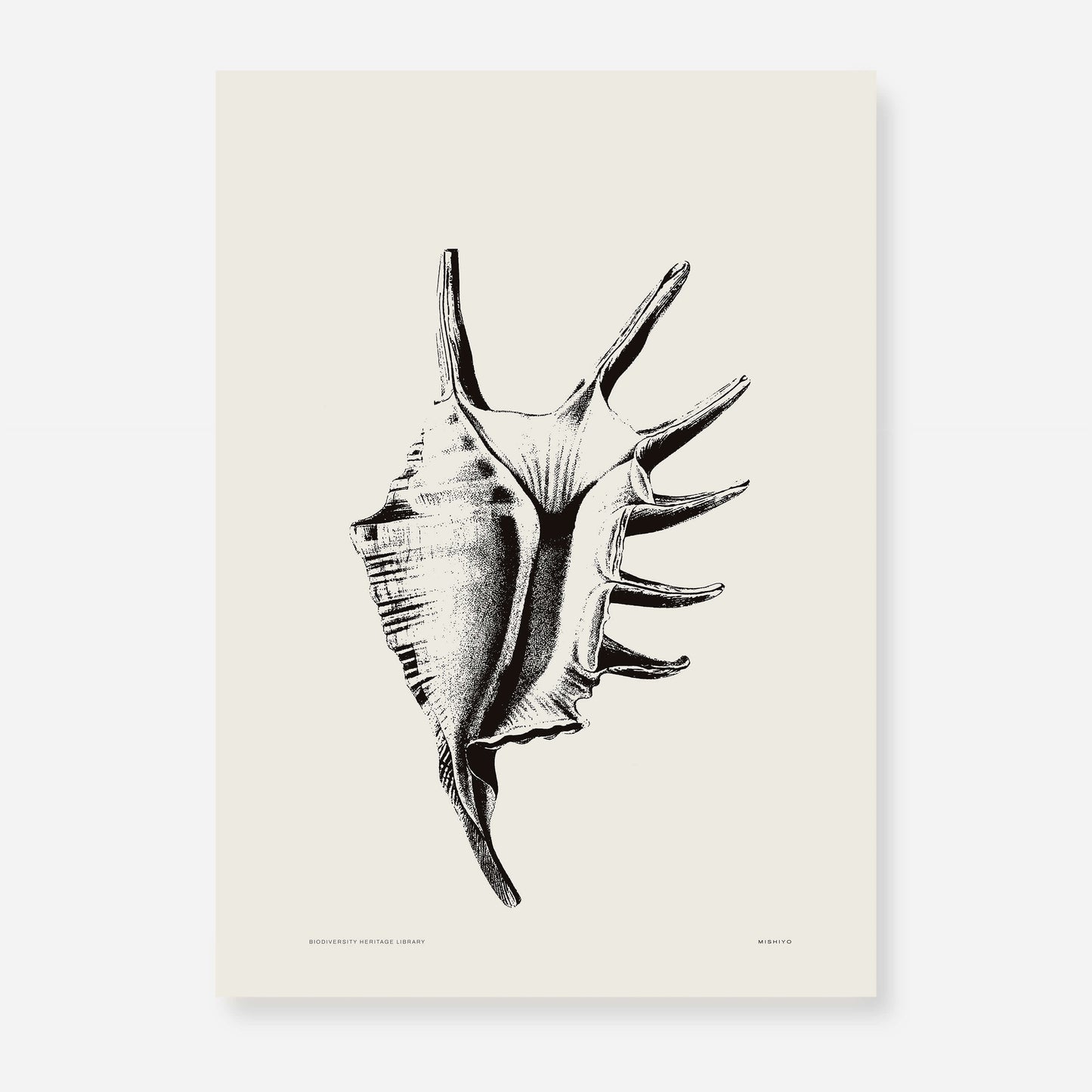 Coastal Drift | 16 | Fine Art Print