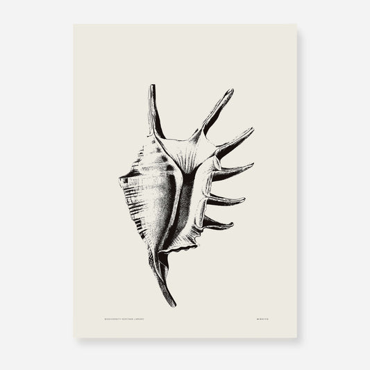 Coastal Drift | 16 | Fine Art Print