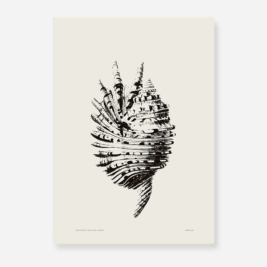 Coastal Drift | 17 | Fine Art Print