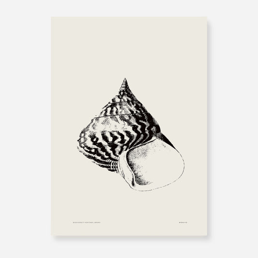 Coastal Drift | 18 | Fine Art Print