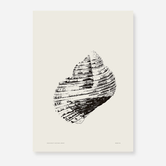 Coastal Drift | 19 | Fine Art Print