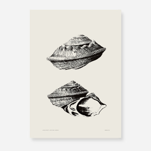 Coastal Drift | 20 | Fine Art Print