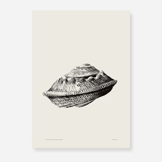 Coastal Drift | 21 | Fine Art Print