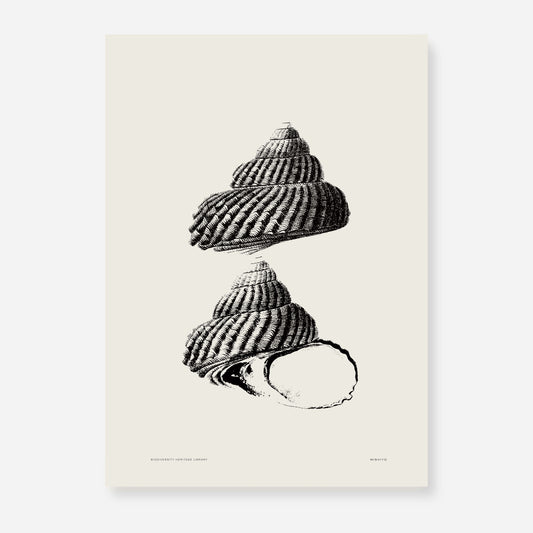 Coastal Drift | 05 | Fine Art Print