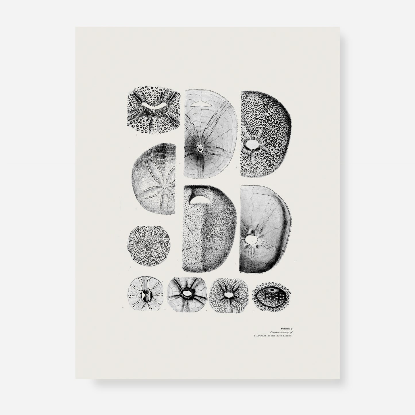 Ammonite | 11 | Fine Art Print