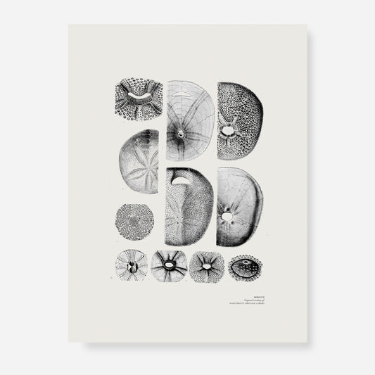 Ammonite | 11 | Fine Art Print