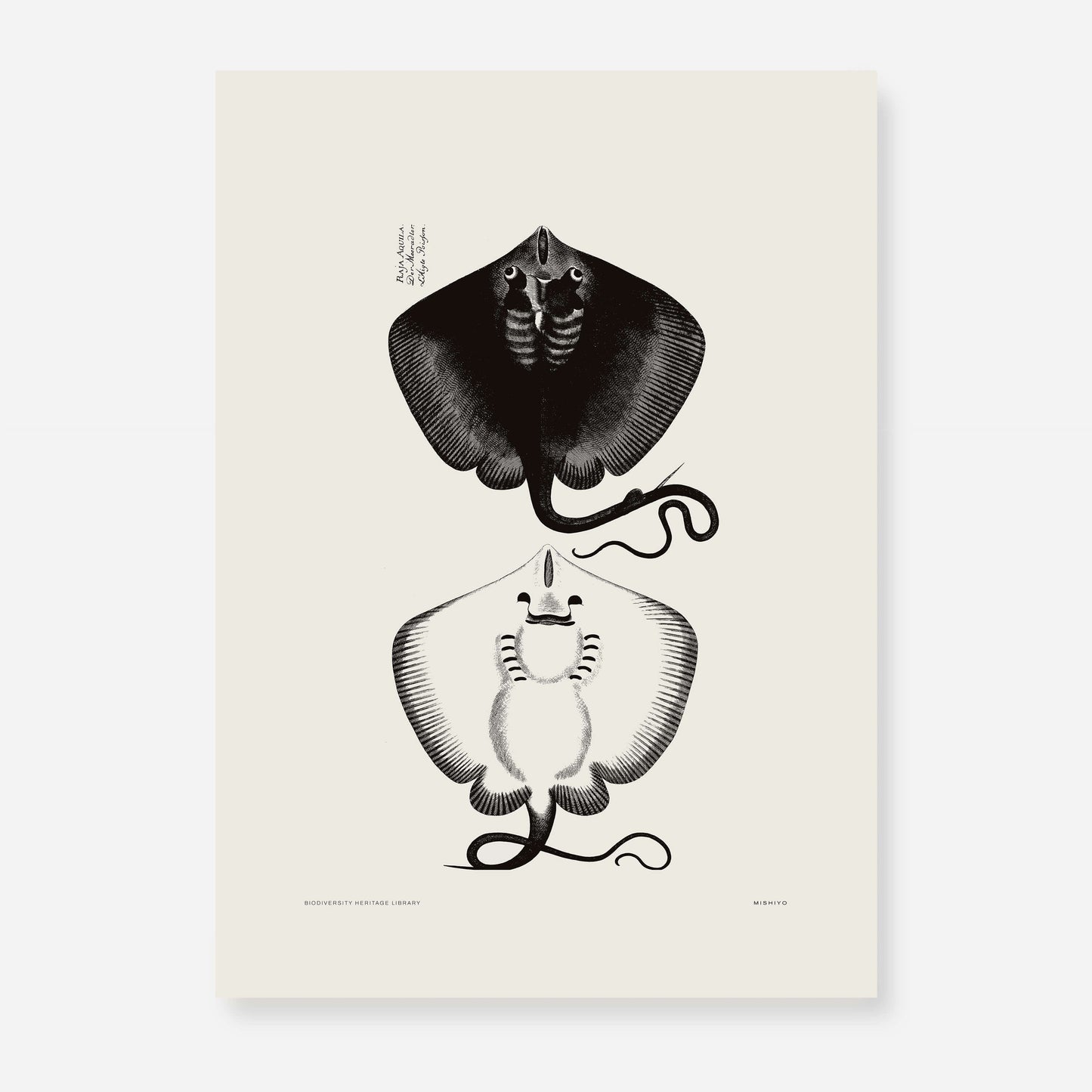 Pisces | 10 | Fine Art Print