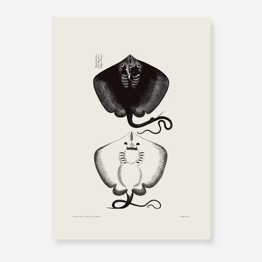 Pisces | 10 | Fine Art Print