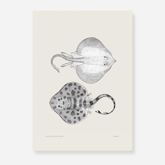 Pisces | 11 | Fine Art Print
