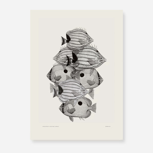 Pisces | 12 | Fine Art Print