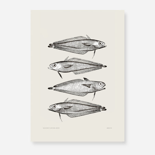 Pisces | 14 | Fine Art Print