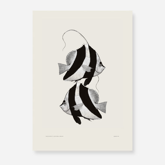 Pisces | 01 | Fine Art Print