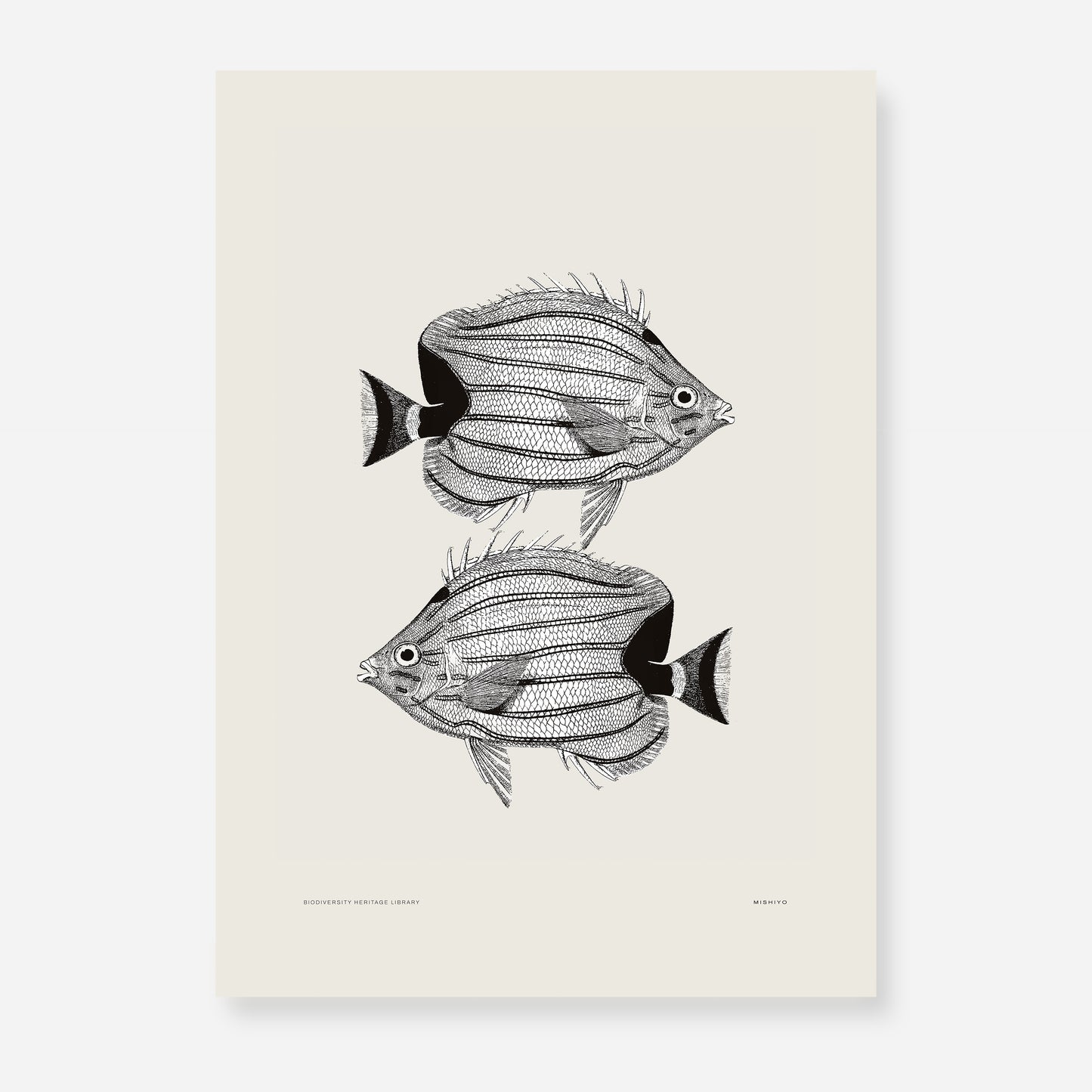 Pisces | 03 | Fine Art Print