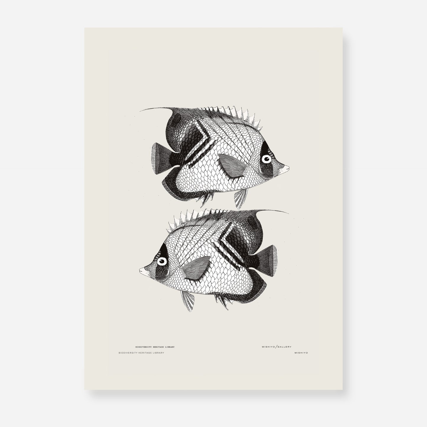 Pisces | 04 | Fine Art Print
