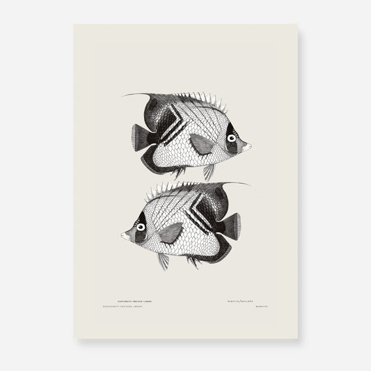 Pisces | 04 | Fine Art Print