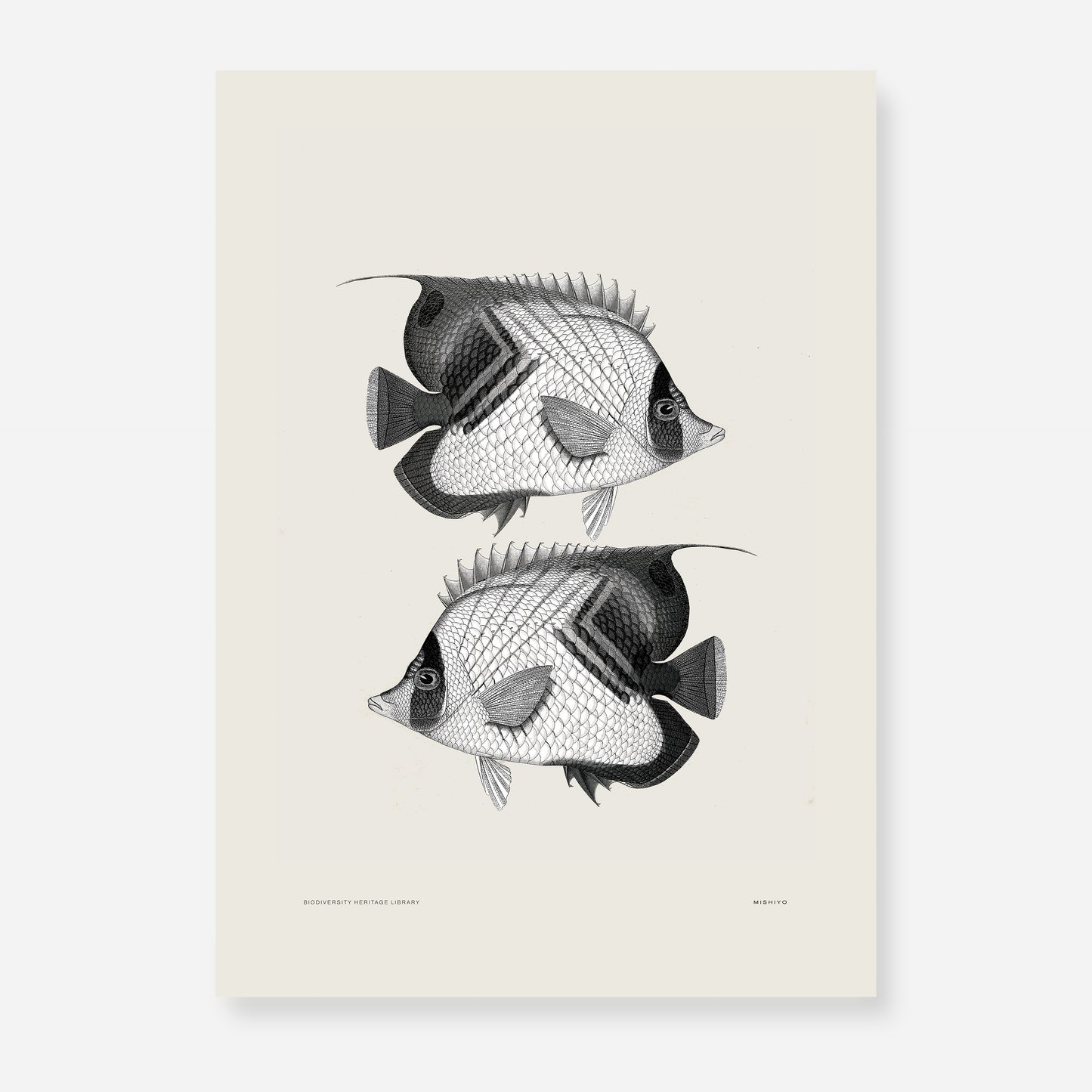 Pisces | 06 | Fine Art Print