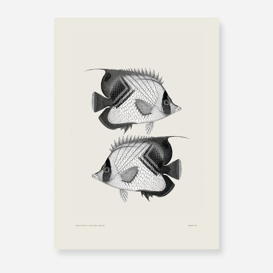 Pisces | 06 | Fine Art Print