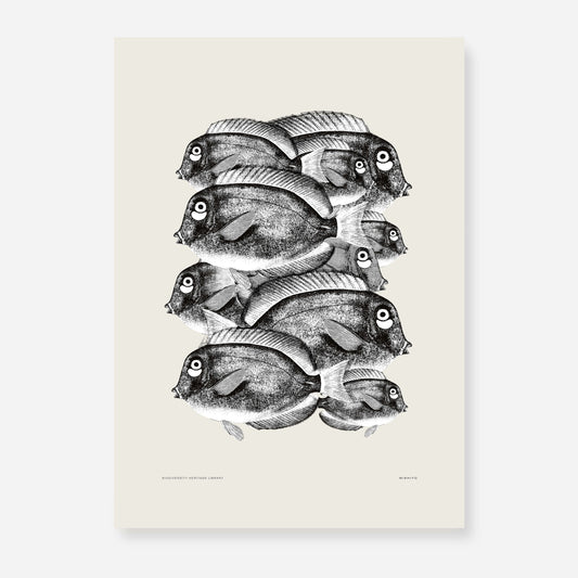 Pisces | 07 | Fine Art Print