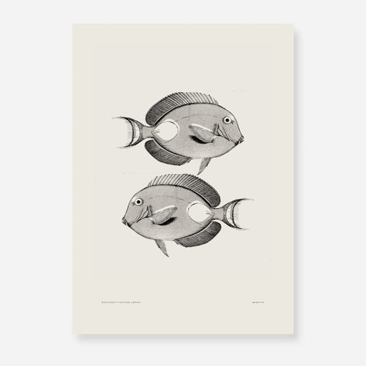 Pisces | 08 | Fine Art Print